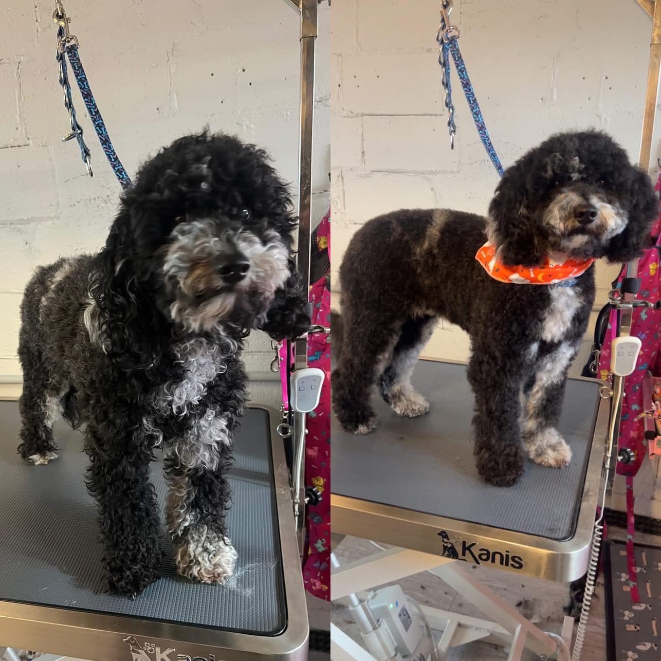 Groomed Dog